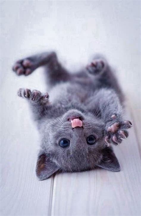 russian blue kittens tumblr