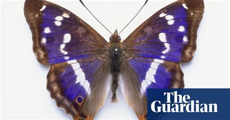 My Search For The Purple Emperor Butterfly Butterflies The Guardian
