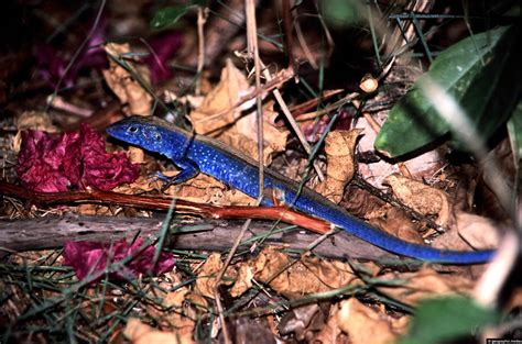 rainbow whiptail lizard  san andres geographic media