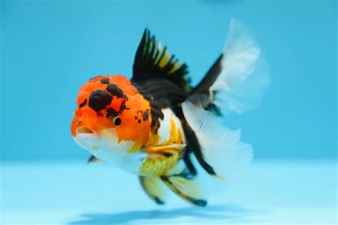 special thai oranda jimmy goldfish