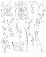 Afbeeldingsresultaten voor Scolelepis acuta. Grootte: 149 x 185. Bron: www.researchgate.net