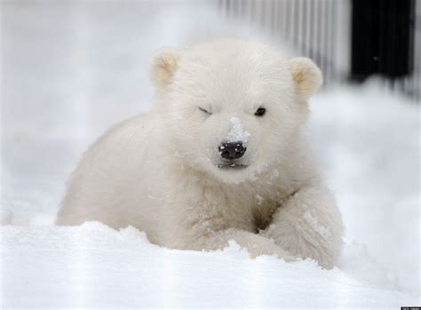 pics  baby polar bear cubs