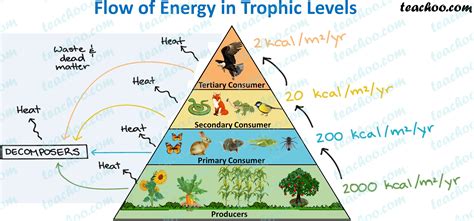 trophic level definition examples energy transfer teachoo