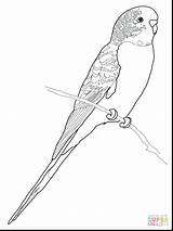 Coloring Parrot Budgie Pages Budgerigar Printable Perruche Coloriage Bird Print Supercoloring Colouring Drawing Imprimer Adult Parakeet Budgerigars Color Click Parrots sketch template