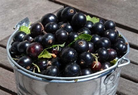 black currant health benefits  delicious medicine
