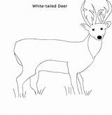 Deer Coloring Tailed sketch template
