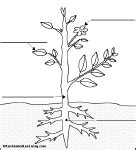 label simple plant anatomy glossary enchantedlearningcom