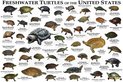 species  land turtles   continents