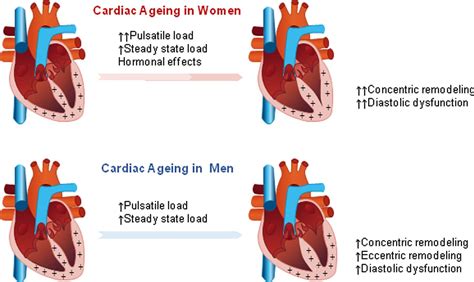 sex differences in cardiovascular ageing heart