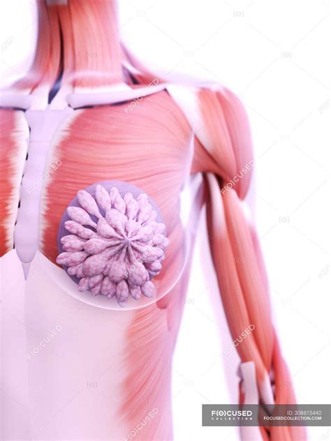anatomie von brustimplantaten im weiblichen koerper  modell digitale