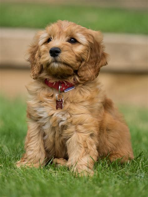 special benefits  training  goldendoodle puppy