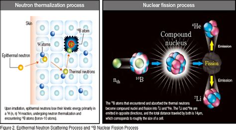 Neutron Capture Reaction Japanese Society Of Neutron Capture Therapy