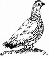 Ptarmigan Grouse Clipart Coloring Asbach Drawing Pages Clip Collaboration Ff Clipground Line Google Clipartmag Getdrawings Ausmalen Auswählen Pinnwand Search Index sketch template