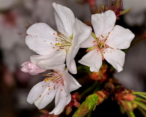 079 365 Cherry Blossom Closeup