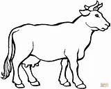 Sapi Mewarnai Hewan Kuh Sketsa Krowa Ausmalbilder Boi Euter Kurban Cows Herd Kambing Mucca Koleksi Tiere Lembu Mucche Malvorlage Kanak sketch template