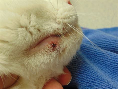 Cat Skin Bumps Scabs Toxoplasmosis