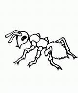 Ant Coloring Pages Ants Kids Drawing Printable Preschool Clipart Colouring Cliparts Color Line Preschoolers Clip Book Kindergarten Library Print Getcolorings sketch template