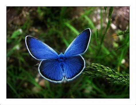 blue butterfly  victorlem  deviantart