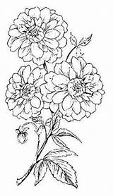 Chrysanthemum Woodburning Zmuda sketch template