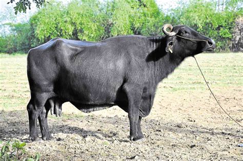 honoring ph dairy farmers nueva ecija buffalo cited  kalabaw cup inquirer news