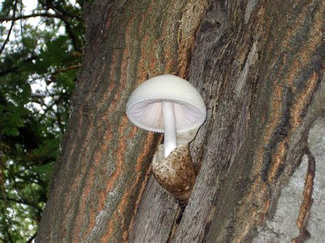 volvariella volvacea  paddy straw mushroom identification info
