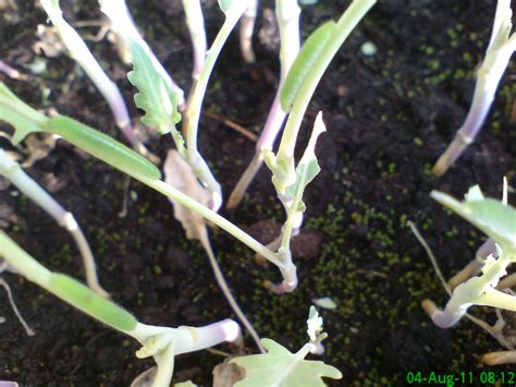 gruene raupen  meinem kohlrabi hausgartennet