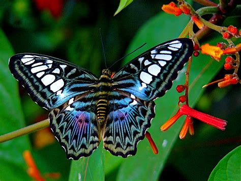 Blue Clipper Butterfly Most Beautiful Butterfly Butterfly Species