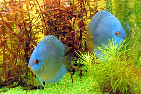 images wildlife green fish toy fauna parrot underwater world marine biology