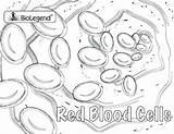 Blood Coloring Pages Red Cell Sketch Cells Colouring Book Anatomy Rbc Week Popular Paintingvalley Choose Board sketch template