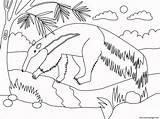 Coloring Anteater sketch template