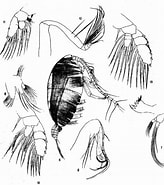 Afbeeldingsresultaten voor "chiridiella Ovata". Grootte: 164 x 185. Bron: copepodes.obs-banyuls.fr