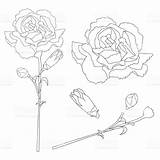 Dianthus Carnation Flower Coloring Drawing Drawings 9kb 1024px 1024 Paintingvalley sketch template