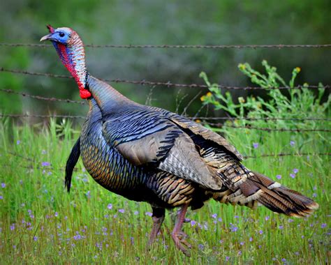 dec  wild turkey  alliance   animals