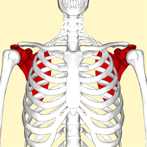 filescapula anterior viewpng wikimedia commons