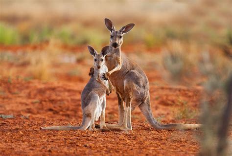 kangaroos  australian icon   butchered  feed  pet food