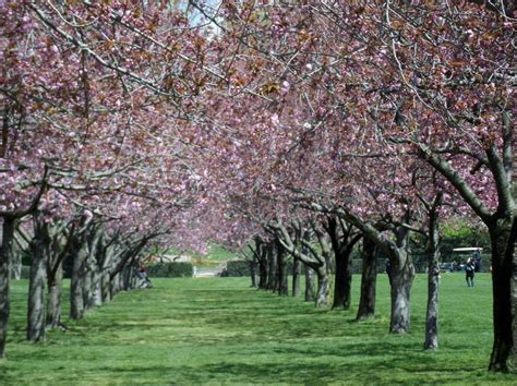 cherry blossoms brooklyn botanical garden brooklyn botanical garden