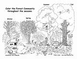 Forest Coloring Community Throughout Year Nature Pages Exploringnature Exploring Support sketch template