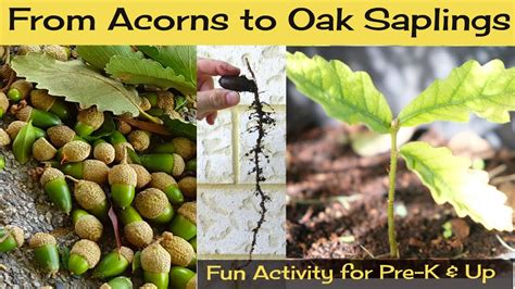 grow  oak tree   acorn video barrie gaskins
