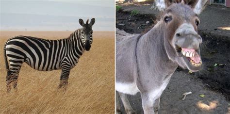 zebra   baby zonkey   frisky   donkey