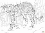 Leopard Coloring African Pages Animals Safari Colouring Printable Animal Clouded Color Drawings Clipart Leopards Kids Print Drawing Collection Sheet Caracal sketch template