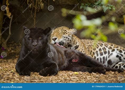 zwarte en gevlekte panter  de dierentuin stock foto image  leugen bont