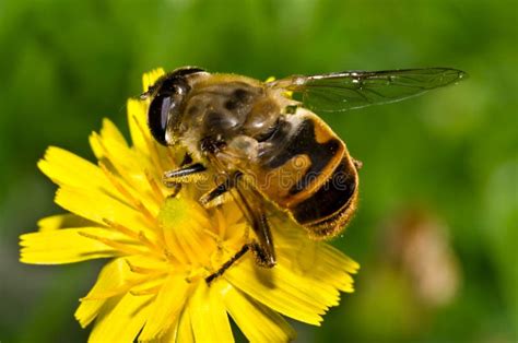 bij op bloem stock afbeelding afbeelding bestaande uit bloemblaadje