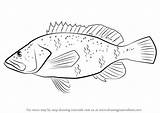 Coney Drawing Draw Step Fishes Tutorials sketch template