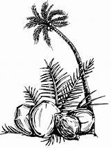 Coconut Tree Palm Coloring Pages Drawing Printable Fruits Oil Fruit Beach Kids Az Clipartbest Comments Getdrawings Coloringhome Related sketch template