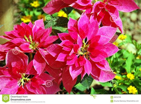 beautiful red christmas flower  poinsettia stock image image