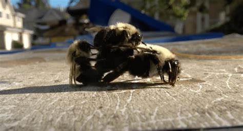 B C Man Records Bumble Bees Having 33 Minute Threesome Video