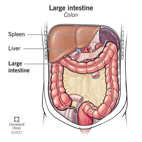 colon large intestine function anatomy definition