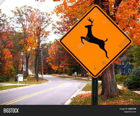 deer crossing sign image photo bigstock
