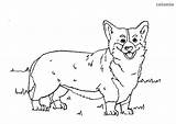 Corgi Ausmalbild Welsh sketch template