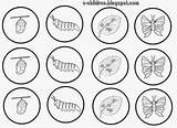 Oruga Farfalla Bruco Projecte Papallones Mariposa Vitale Experimentos Primaria Lectura Colegio Animacion Ciclos Metamorfosis sketch template